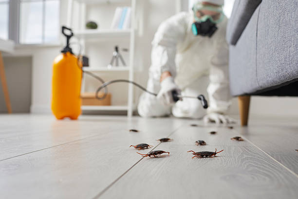 Trusted Termite Control service in Sandia Heights, NM - Nex Pest Control